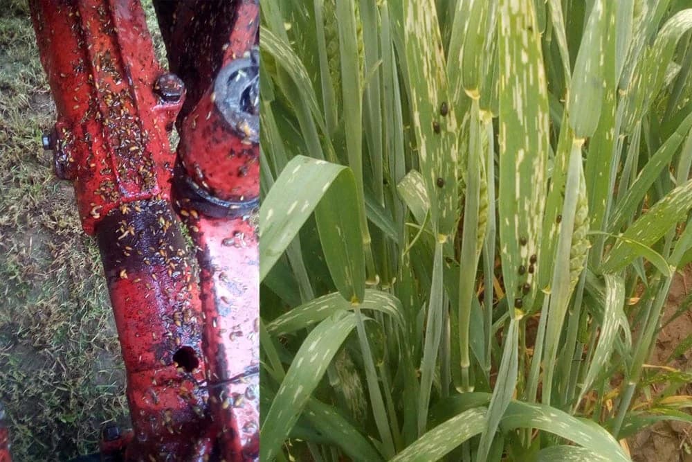 Trnjaci: Lema ne odustaje - ratari u Semberiji zabrinuti /FOTO/