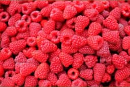 Nova sorta maline sa prinosom od 25-30 t po hektaru