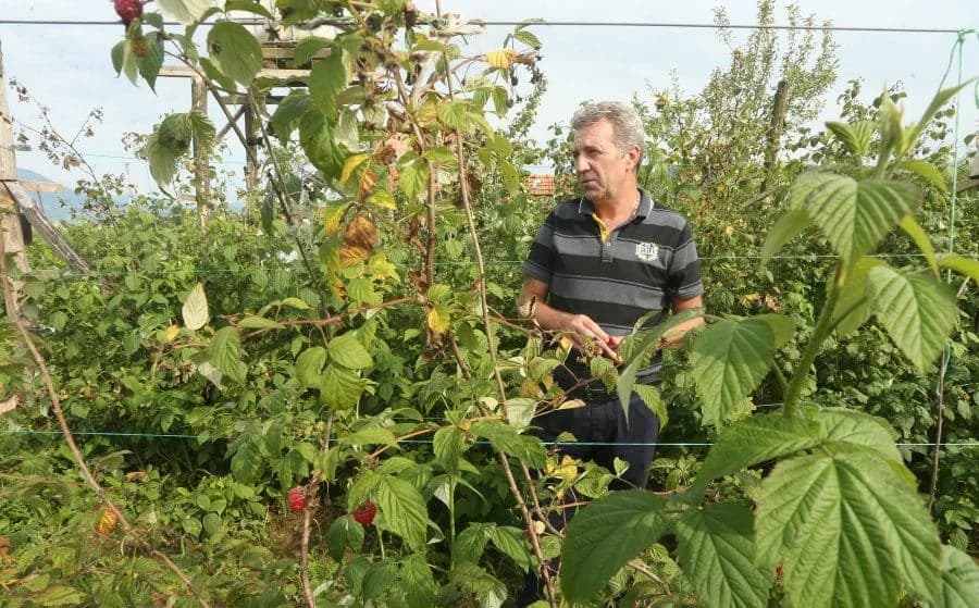 Malinari nezadovoljni ponuđenom OTKUPNOM CIJENOM: Sve ispod 2,5 KM po kilogramu vodi nas u PROPAST