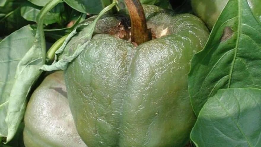 Kako spriječiti plamenjaču paprike?