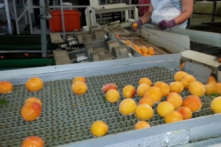 Novo u Foči - otvoren pogon za sušenje i preradu voća