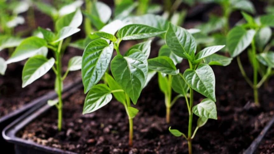 Sjetva i sadnja PAPRIKE