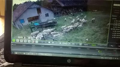 "Sajber pastir" Milorad živi u Austriji, a u selu Dobrnje uzgaja posebnu vrstu ovaca