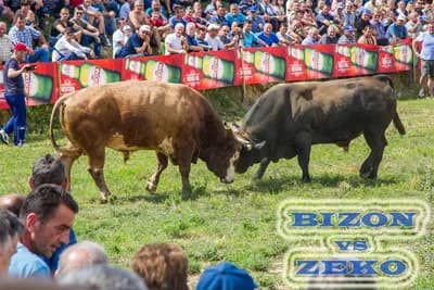 BIJELJINA: U nedelju korida na hipodromu
