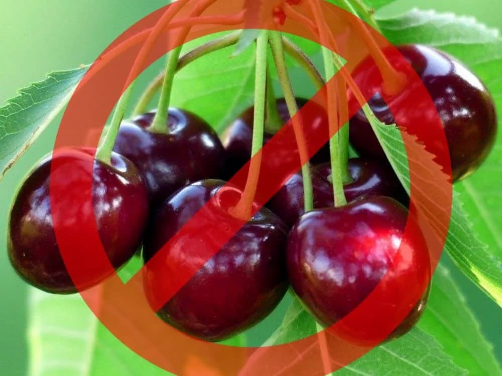 PUNE PESTICIDA U Srpskoj zabranjen uvoz više od 11 tona višanja iz Hrvatske