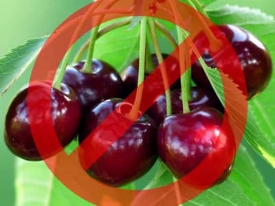 PUNE PESTICIDA U Srpskoj zabranjen uvoz više od 11 tona višanja iz Hrvatske