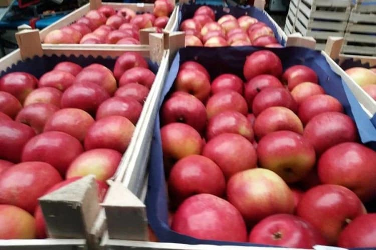 Jabuke ajdared povučene sa BiH tržišta - rizične za zdravlje ljudi, a posebno djece