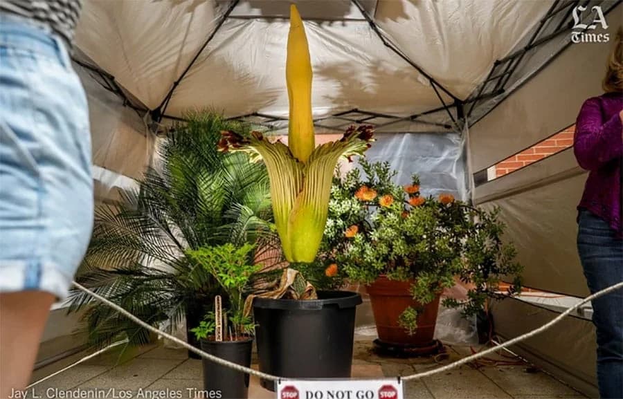 IZGLEDA VELIČANSTVENO DOK SE NE PRIBLIŽITE Cvjeta svakih pet do deset godina, a kad se to desi BJEŽITE GLAVOM BEZ OBZIRA