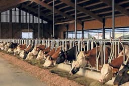 Sokolac: Otvorena farma muznih krava