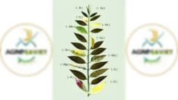 Vašoj biljci nedostaje hrana? Saznajte kako izgledaju simptomi nedostatak hraniva