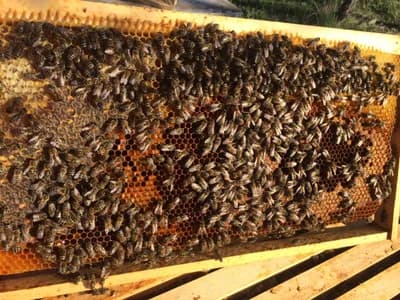Pčele su proglašene najvažnijim bićima na planeti