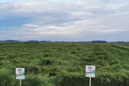 Nepogode dokusurile proljećne usjeve