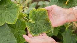 Bolesti na bilju će se tek pojaviti jer nam stižu visoke temperature