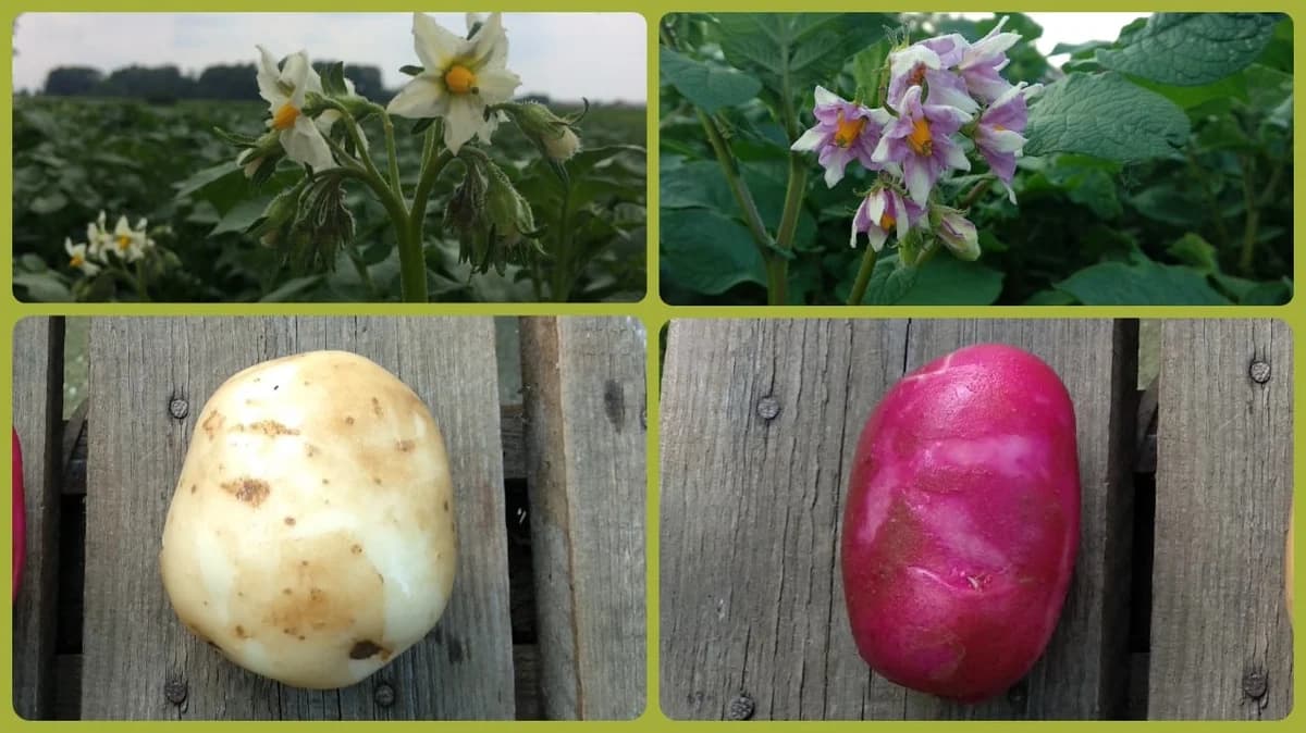 Za koji se odlučiti, bijeli ili crveni krompir?