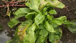 Virusi u povrtarskoj proizvodnji nanose veliku štetu - Kako da ih spriječite