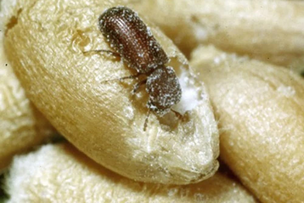 Štetočine žita u skladištima i njihovo suzbijanje