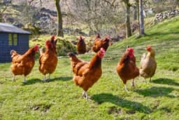 Greškom kupio 1.000 kokoški na internetskoj aukciji