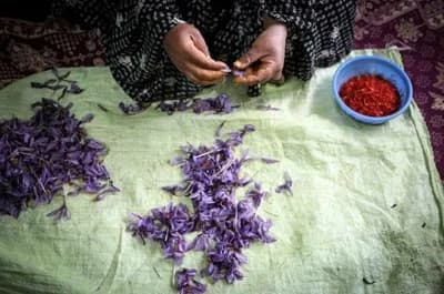 CRVENO BLAGO: Šafran je najskuplji ali i najtraženiji začin na svijetu