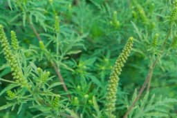 Ljekovita strana ambrozije