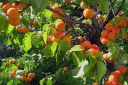 Kajsija za 2 godine VRAĆA ULOŽENO, a održavanje je jeftinije