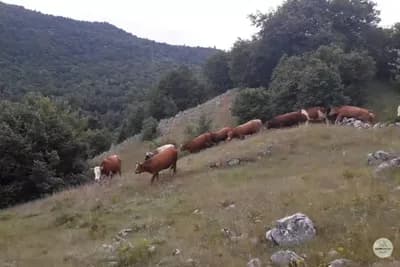 Ketoza krava - smanjena proizvodnja mlijeka, opadanje plodnosti, opadanje imuniteta
