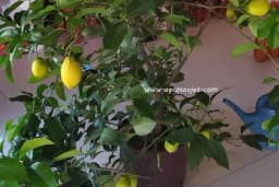 Agrumi u saksijama – Savjeti kako ih razmnožiti i njegovati