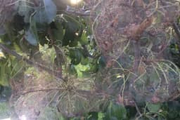 Semberija: Jeziv napad gusjenice na kruški /VIDEO- FOTO/