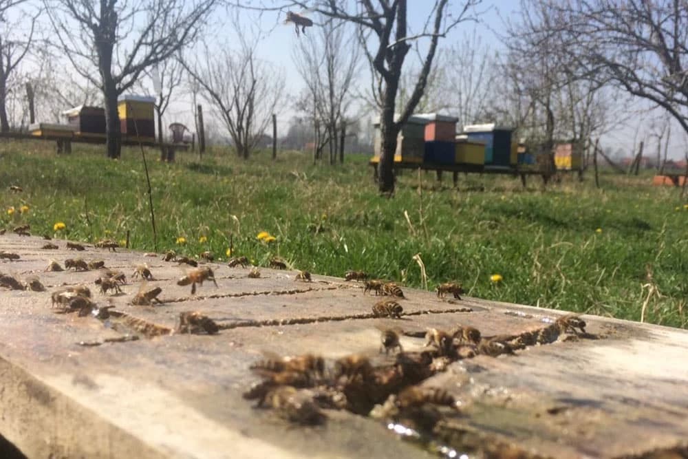 Jesenja prihrana pčela ovom hranom ili ne?