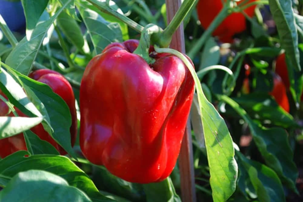 Proizvodnja paprike u plasteniku: Od rasada do gotovog proizvoda
