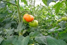 Savjeti za dozrijevanje ZELENOG PARADAJZA