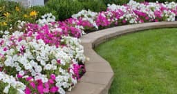 SAVJETI ZA PETUNIJE BEZ MANE