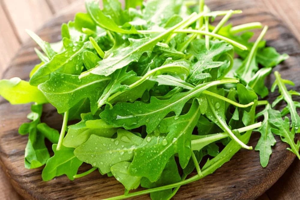 rukola