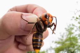 Šta treba da uradite kada vas ubode stršljen i u kojim situacijama može da dođe do smrtnog ishoda?