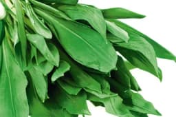 Kako sačuvati srijemuš za zimu