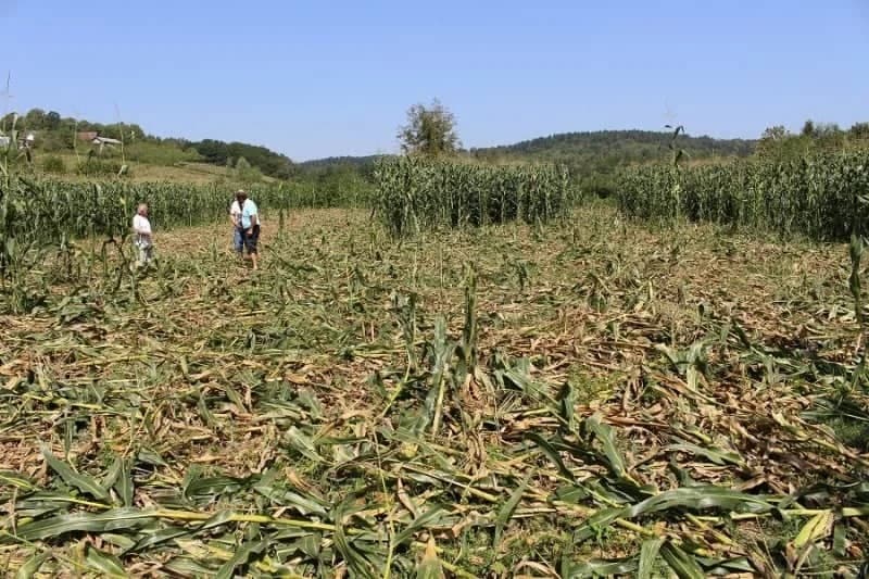 HAOS NA NJIVAMA: Divljač nanosi velike štete u selima oko Gradiške