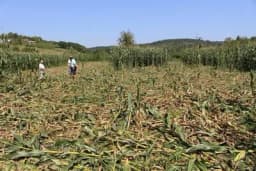 HAOS NA NJIVAMA: Divljač nanosi velike štete u selima oko Gradiške