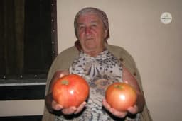 Organski uzgoj starih sorti povrća u korovu