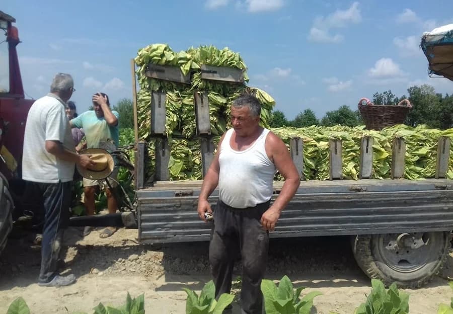 Semberske proizvođače duvana očekuju veliki gubici