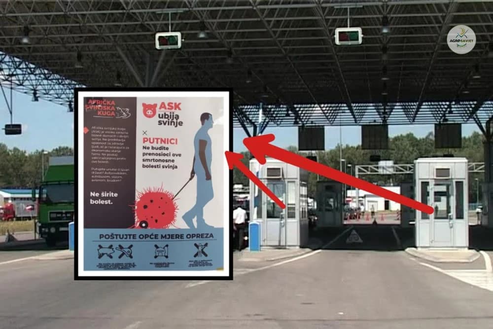 Svinjska kuga prijeti: Na graničnim prelazima BiH izdat plakat upozorenja