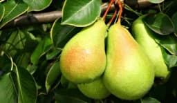 Zašto se kaže "pao s kruške"?