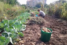 Povrtarski radovi u novembru - Kako pripremiti baštu za zimu