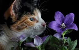 Zanimljivosti o mačkama - Zbog čega su mačke posebne?