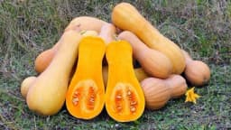 Muskatna tikvica daje prinos od 40 tona po hektaru - Pogodna i za organski uzgoj