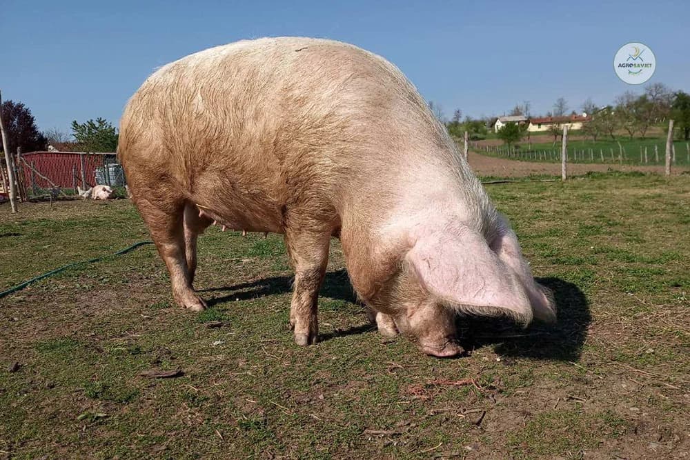 Zabaranjen uvoz svinjskog mesa iz Srbije zbog afričke kuge