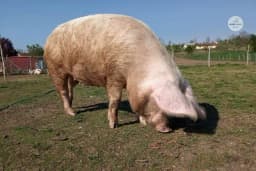 Zabaranjen uvoz svinjskog mesa iz Srbije zbog afričke kuge