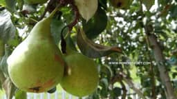 5 razloga zašto moramo češće jesti kruške