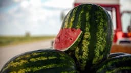 DA LI SU LUBENICA I BOSTAN JEDNO TE ISTO