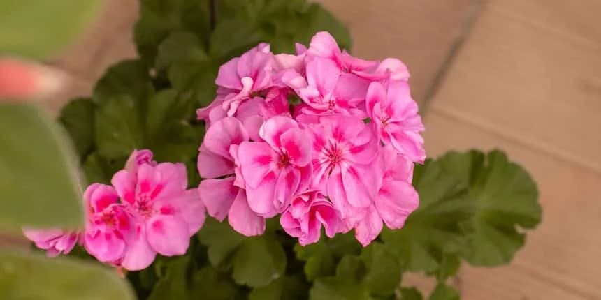 Neobična prihrana koju će cvijeće obožavati i davati bujne cvjetove