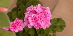 KAKO NJEGOVATI MUŠKATLE KALIOPE: Kakvu zemlju vole i kada ih treba prihranjivati