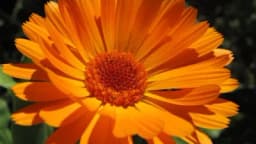 Ljekovito bilje kao lijek za domaće životinje